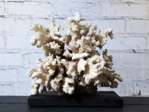 A Vintage Piece of Mounted Coral from a Private Collection