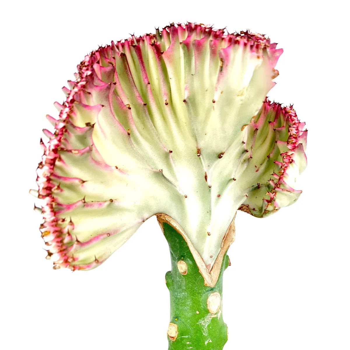 Coral Cactus